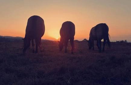 Bieszczadzka Chatka Gosia - Off Road , Quady , Jazda Konna - Foto 33