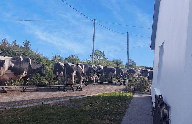 Cozy Cottage Retreat in Listowel pet Friend - Foto 15