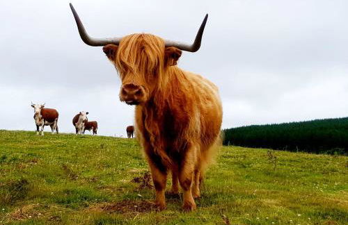 HOBLEY House Holiday - Foto 27