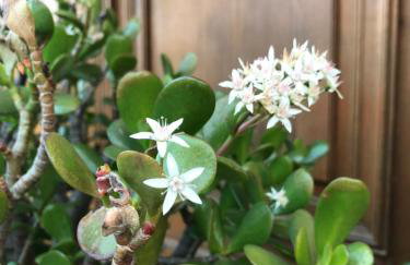 Maison Lily en Provence - Gonfaron - 4ch - Foto 13