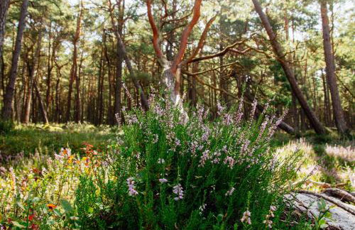 Słowińskie NIEBO - całoroczny - Foto 17
