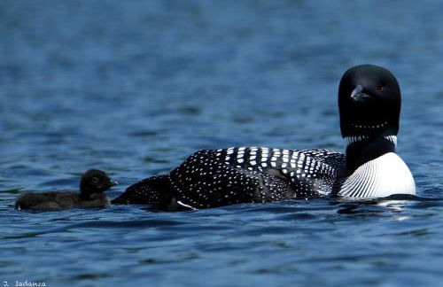 Cozy Cottage Rental with Lake Views near Okemo State Forest, Vermont - Foto 31