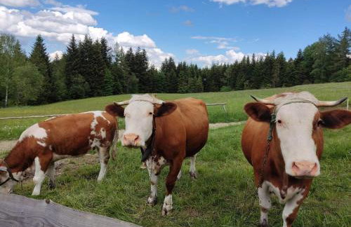 Domki na Zagroniu - Foto 30