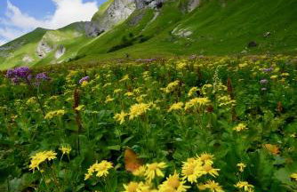 Ferienwohnung Bergrose - Photo 21