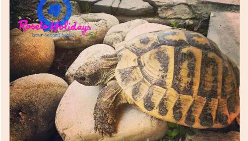 roseto holidays - Foto 5