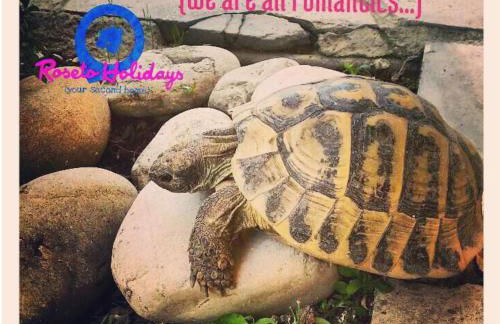 roseto holidays - Foto 5