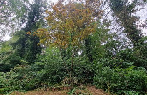 Ferienhaus Thymian in Hatten bei Oldenburg - Idyllische Waldlage - Foto 56