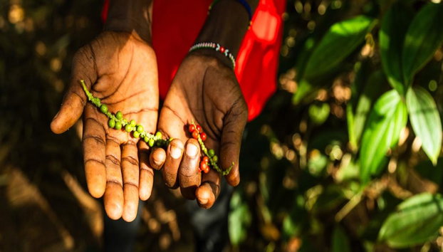 Zanzíbar: Bosque Jozani y granja de especias, tour de naturaleza y sabores - Foto 5