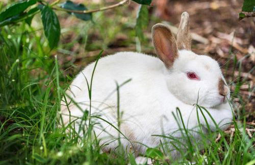 Orchid Hale - Foto 60