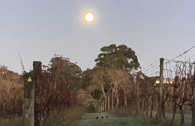 Vineyard Cottages - Foto 16