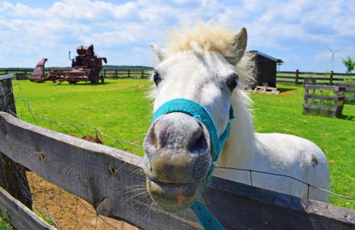 Leśny Zakątek Uroczysko -Apartamenty Nowoczesnej Stodoły - Foto 8