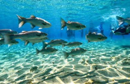 FREE BOAT to use ,Fish Camp, Water Front, Pets ok - Foto 72