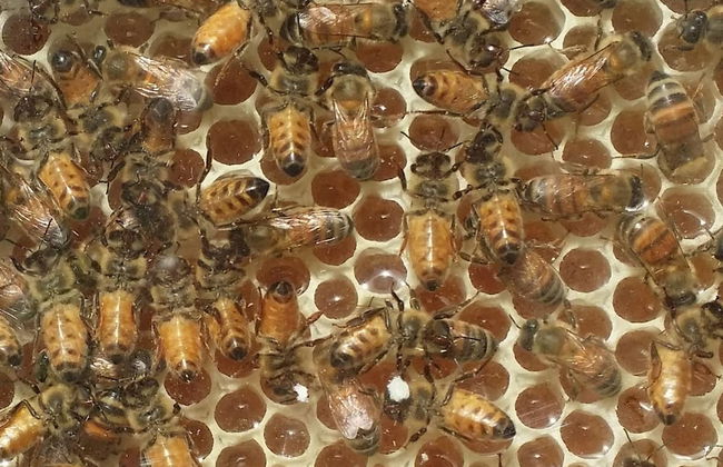 Casale Della Pergola Eco-friendly by the sea - Foto 38