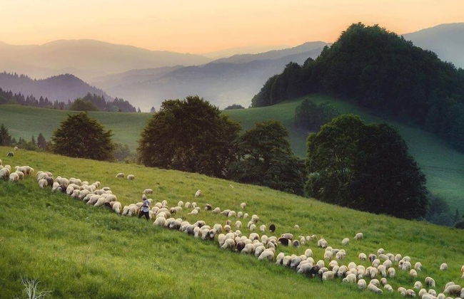 Jaworki Green Dream - Foto 48