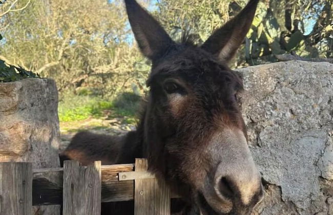 Finca Son Pieras - Foto 62