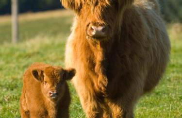 Corran, Glenloch View, Fort William 2-Bedroom Loch Side Flat - Foto 25