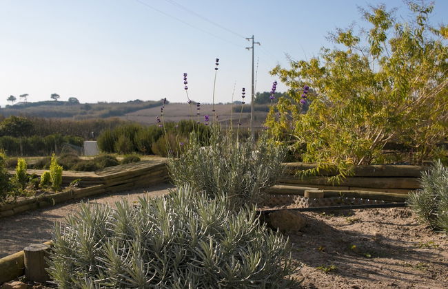 Entre Vinhas & Mar - Foto 49