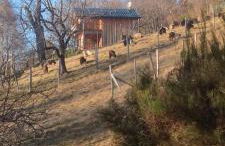 Baita Carlito - Foto 14