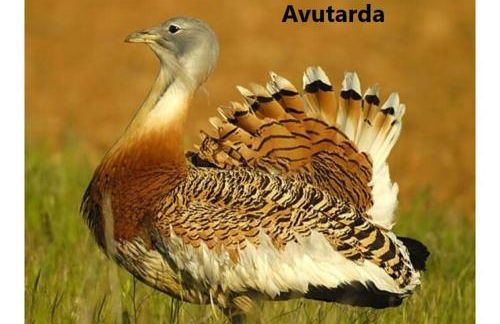 El Romazal - Foto 30