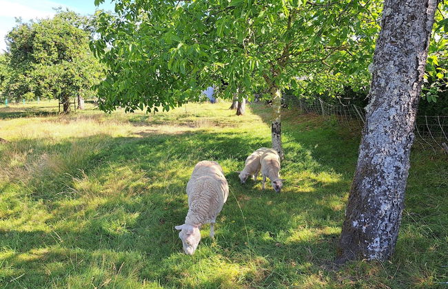 House Near Vosges Park and La Petite Pierre - Foto 24