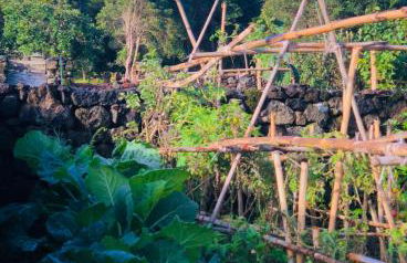 Quinta Pereirinha - A Private 3 Bedroom Home, Close to Hiking Traile w Ocean Views - Pico Island, Azores - Photo 10