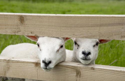 Pasture House 6 - Foto 55