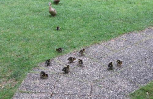 Estate in Dordogne near Sites - Foto 30