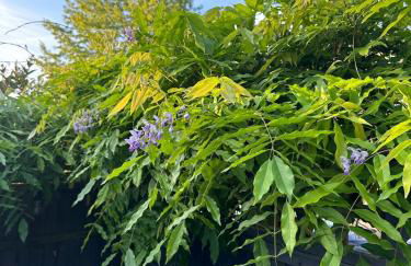 Contemporary detached house short train to London - Photo 12