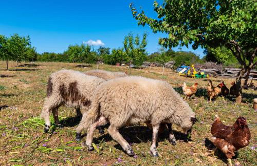MY DALMATIA - Holiday home Maria with private swimming pool - Foto 60