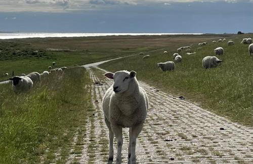 Marie´s Friesen Appartements - Foto 13