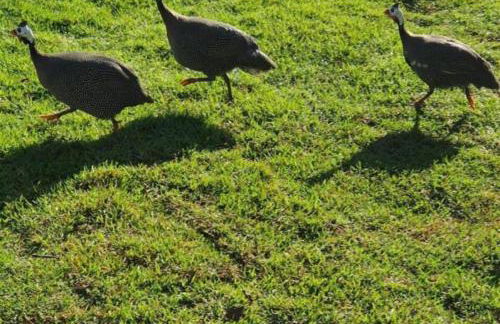 Lindo Sítio Estilo Moderno - Foto 65