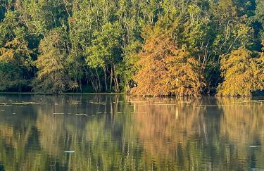 Kingwood Cottage - 10 mins from IAH - Lake Front - Foto 29