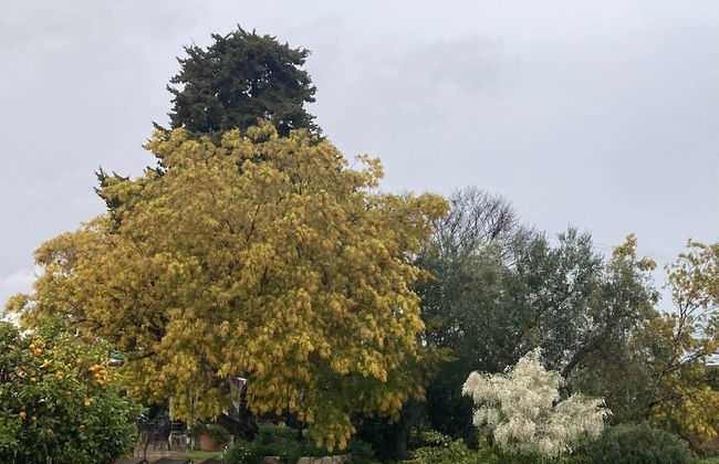 Trulli Mimosa by Pugliadamare - Foto 51