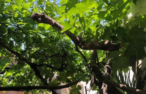 Ca la Trini - turisme rural - Foto 17