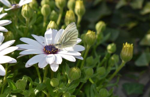 Casa Gilgar Olite - Foto 59