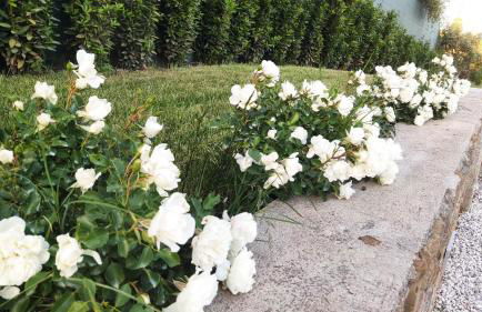 Le Macine di San Salvadore - Foto 8