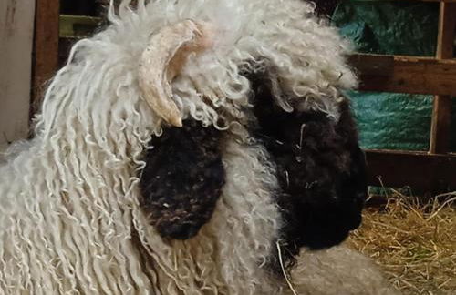 Ferienhaus mit Minibauernhof - Photo 34