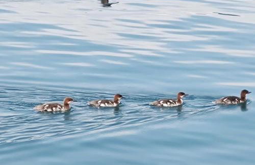 Christy's Cottage, Waterfront w/Slide & Ice Shanty - Foto 40