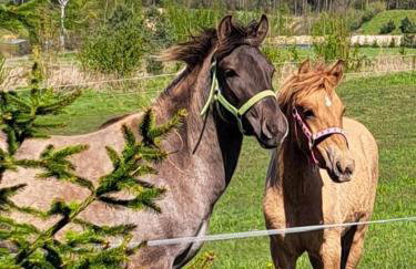 Mazurski dom Brejdyny Sauna i Bania - Foto 60