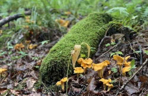 Healing Acres - Foto 50