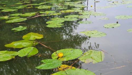 Cicha Przystań - Foto 5