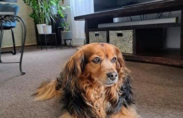 Apartment Maja - Foto 23