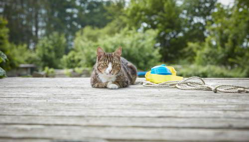 Reiterhof Zwei Linden - Foto 5