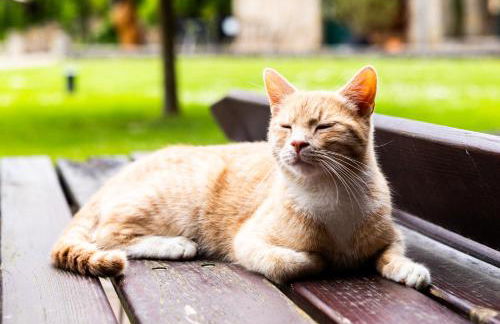 Landkulturhof Glücksbringer - Foto 6