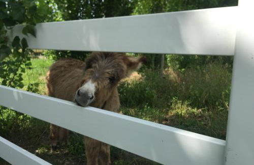 Country House Villas Santarém - Foto 57