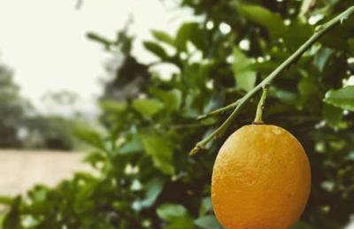 Mycenae rustic house, Ολόκληρο σπίτι στις Μυκήνες - Foto 39