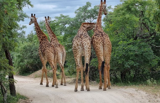 Rhino's Rest Private Luxury Villa - Photo 23