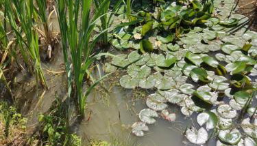 Lawendowy Domek - Foto 3, Garden