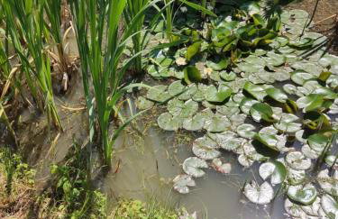 Lawendowy Domek - Foto 3