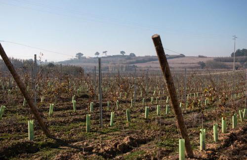 Entre Vinhas & Mar - Foto 87